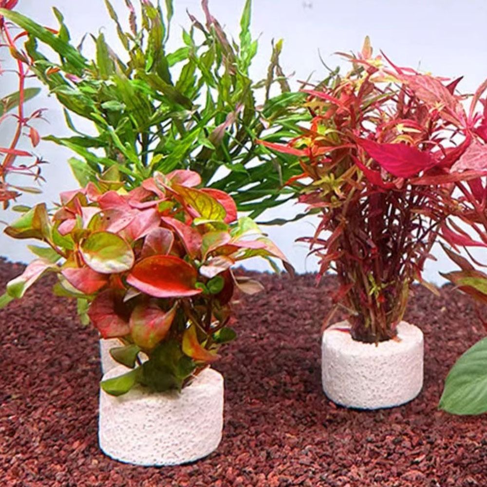 Planted Aquarium Pictures - 10 Stück Gewichtete Ringe zur Befestigung