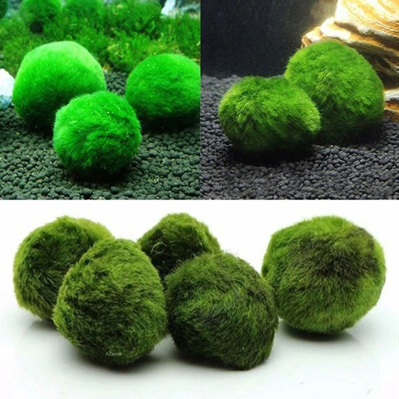Planted Aquarium Maintenance - 1 Stück 3-4cm Moosbälle Lebende Aquarienpflanze