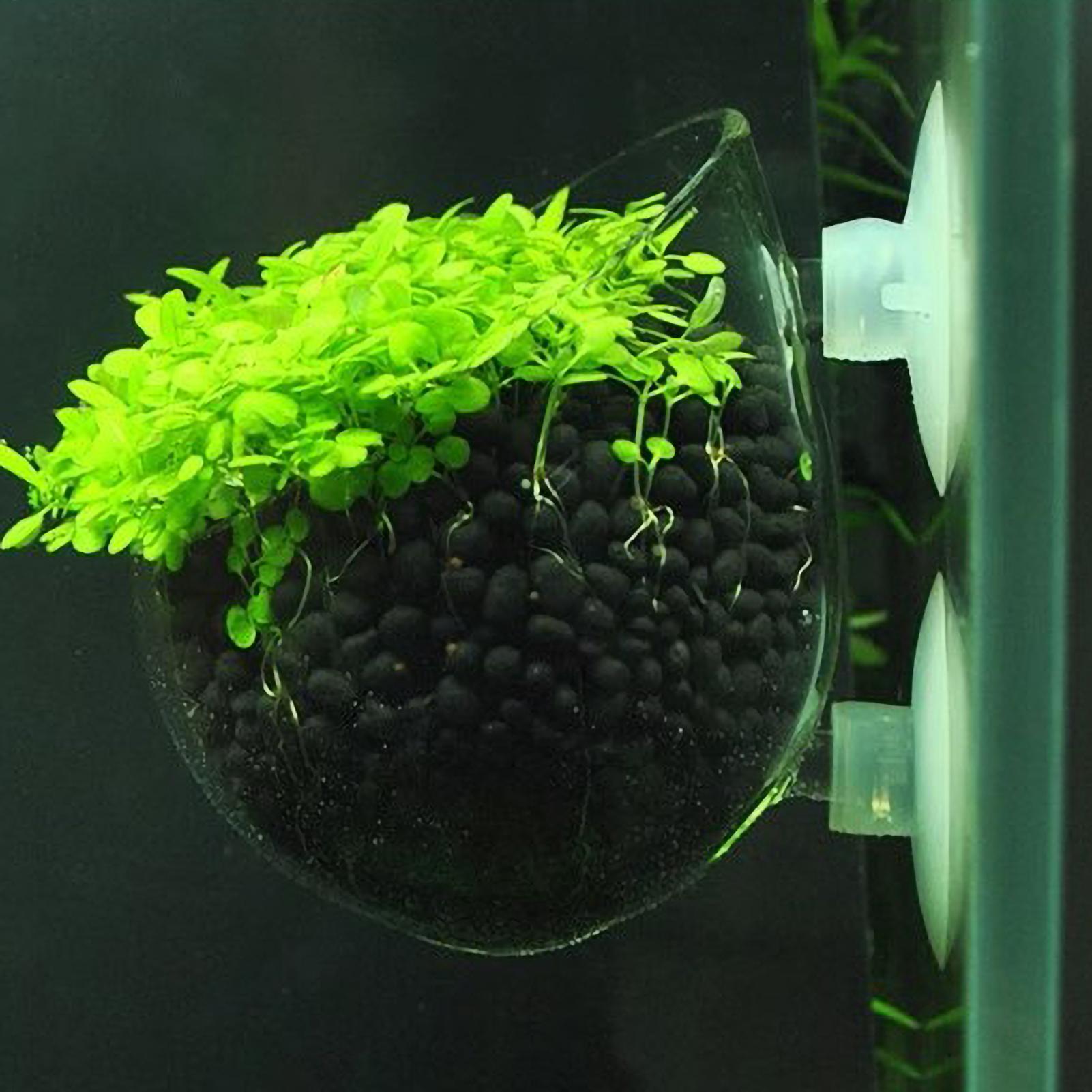 Planted Aquarium Maintenance - Aquarium-Pflanzenhalter Glas-Wasserpflanzentopf mit Saugnäpfen Lebende Pflanzen