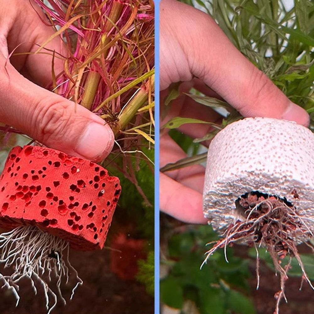10 Stück Gewichtete Ringe zur  – Planted Aquarium Pictures Bewertung und Preis