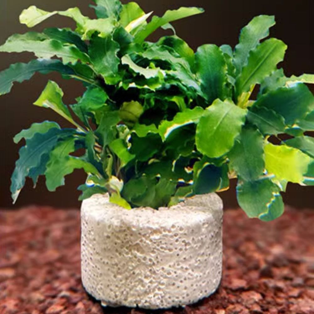 10 Stück Gewichtete Ringe zur  – Planted Aquarium Pictures Bewertung und Preis