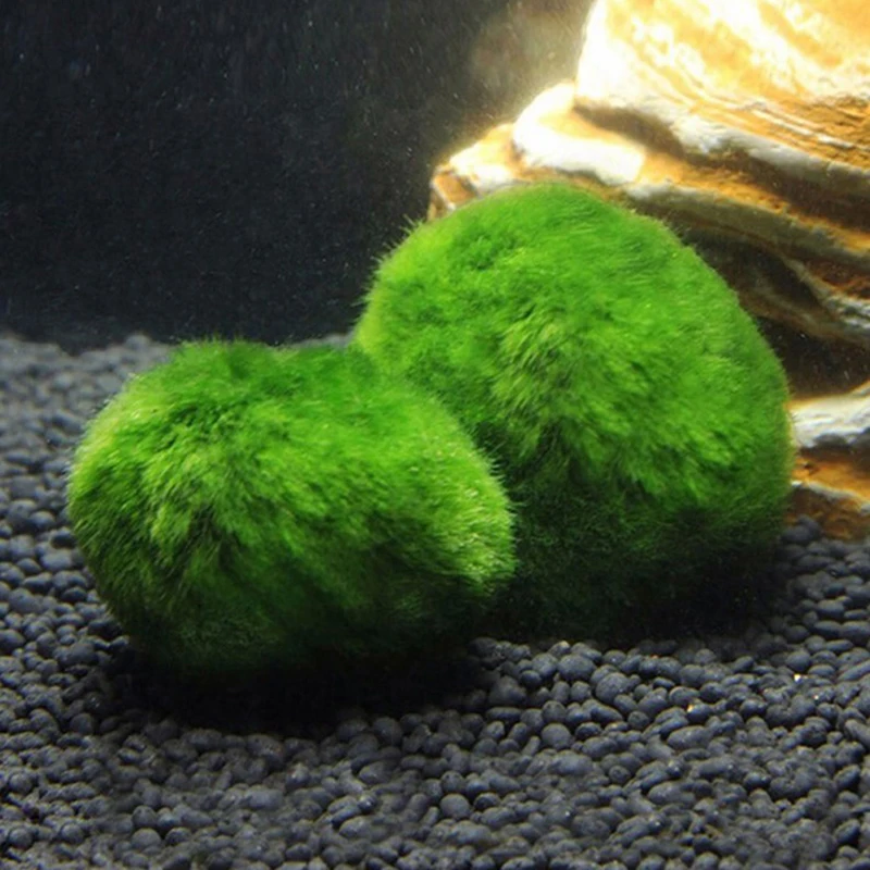 1 Stück 3-4cm Moosbälle Lebend – Planted Aquarium Maintenance Bewertung und Preis