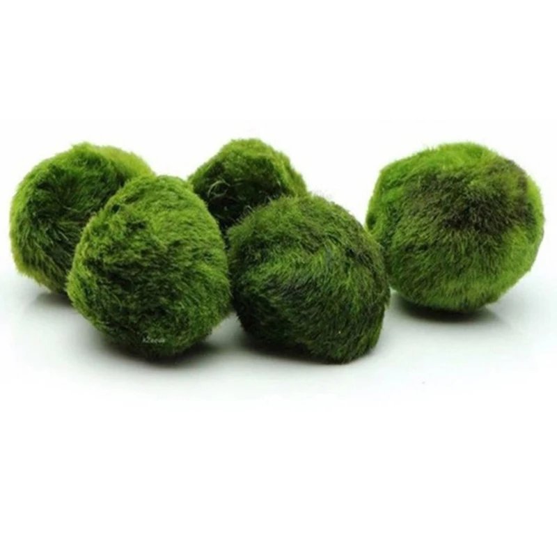 1 Stück 3-4cm Moosbälle Lebend – Planted Aquarium Maintenance Bewertung und Preis
