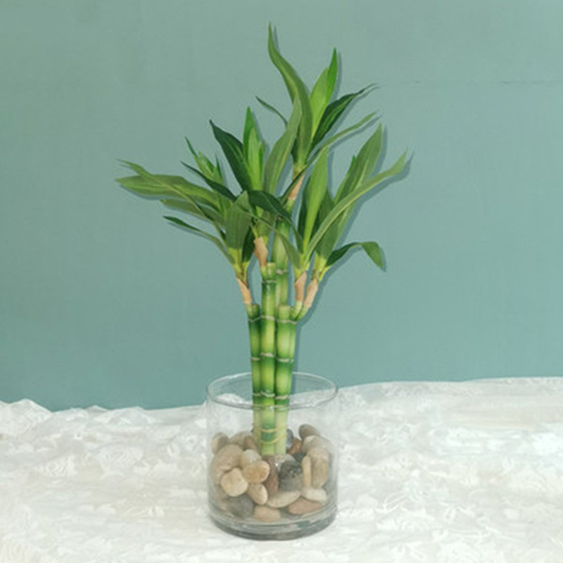 Neue 40 cm rFtificial Lucky Ba – Aquarium Plants Book Bewertung und Preis