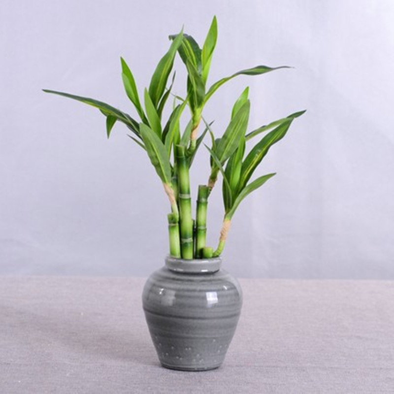 Neue 40 cm rFtificial Lucky Ba – Aquarium Plants Book Bewertung und Preis
