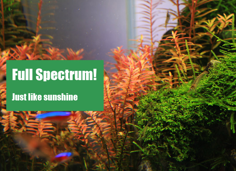 Chihiros C serie ADA stil Anla – Planted Aquarium Ada Bewertung und Preis