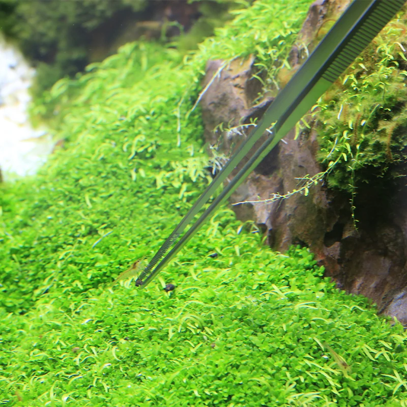 VIV ADA Qualität Edelstahl Aqu – Planted Aquarium Ada Bewertung und Preis