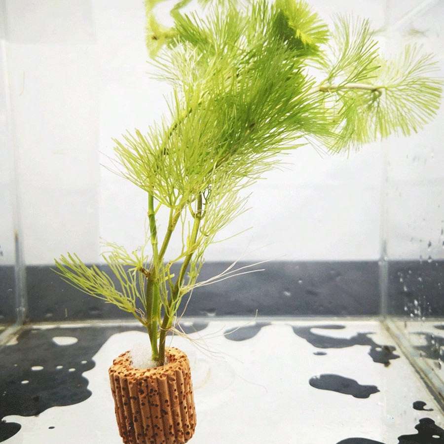 Hochwertige Fixierungsringe fü – Planted Aquarium Aquascape Bewertung und Preis