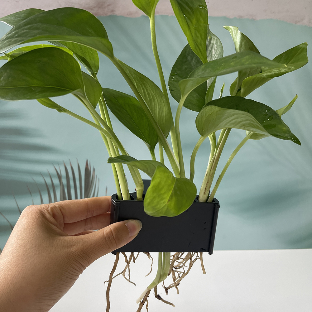Aquarium-Pflanzenhalter mit Ha – Planted Aquarium Maintenance Bewertung und Preis