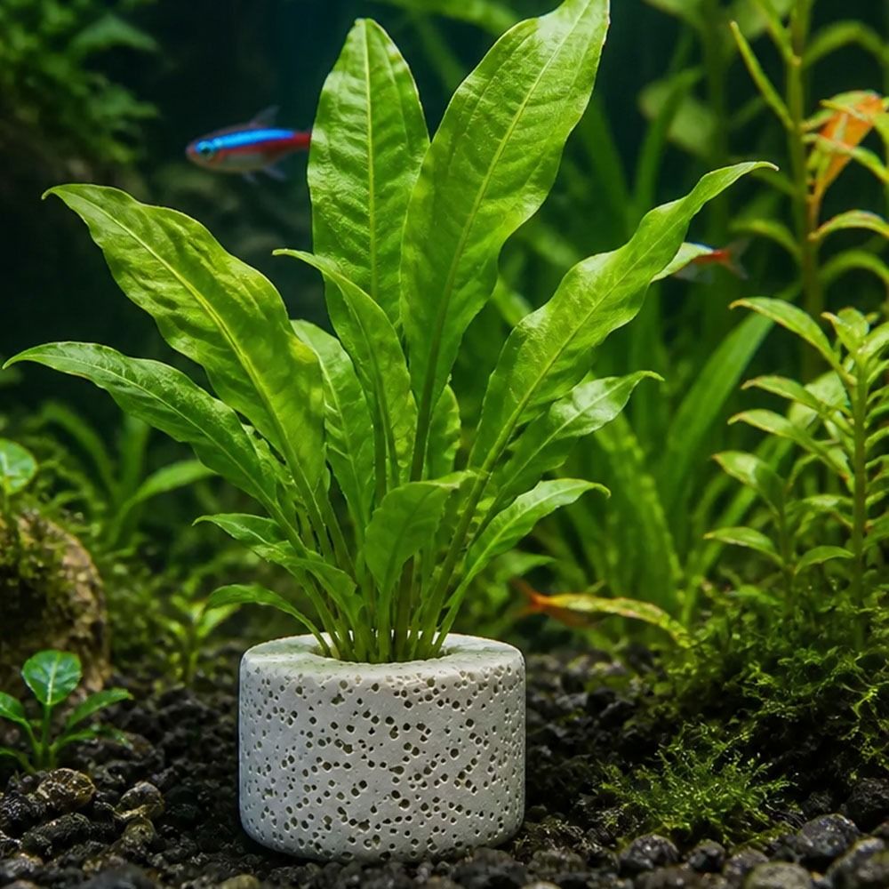 10 Stück Gewichtete Ringe zur  – Planted Aquarium Pictures Bewertung und Preis