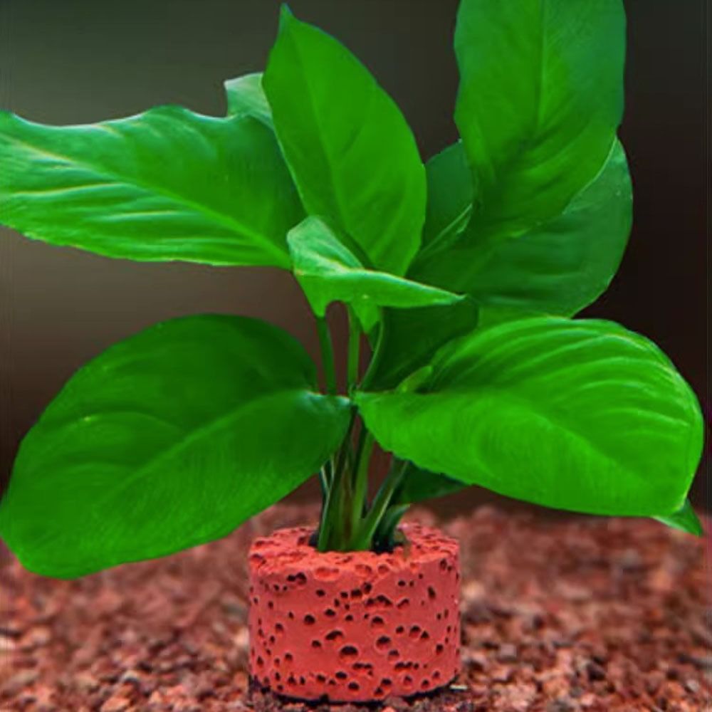 10 Stück Gewichtete Ringe zur  – Planted Aquarium Pictures Bewertung und Preis