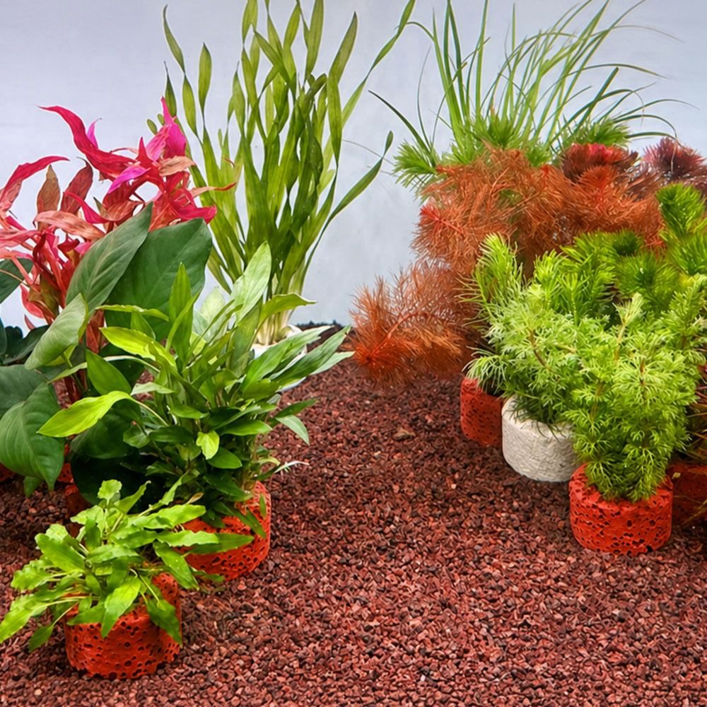 10 Stück Gewichtete Ringe für  – Planted Aquarium Pictures Bewertung und Preis