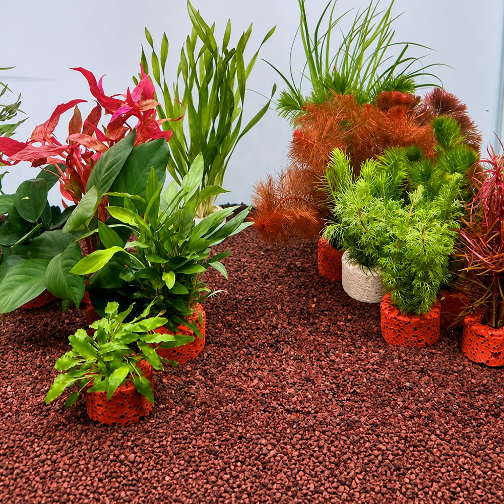 10 Stück Gewichtete Ringe für  – Planted Aquarium Pictures Bewertung und Preis