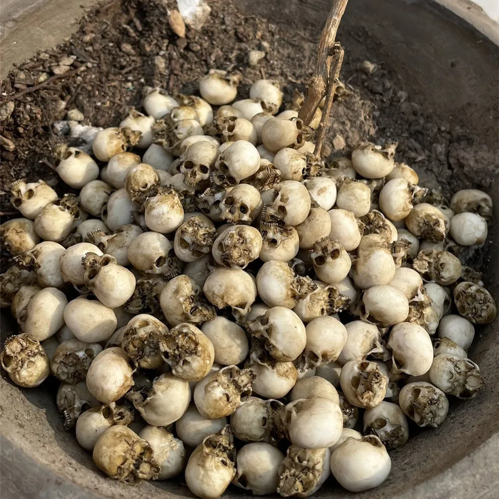 Mini-Schädel, hochwertiges Min – Aquarium Plant In Pot Bewertung und Preis