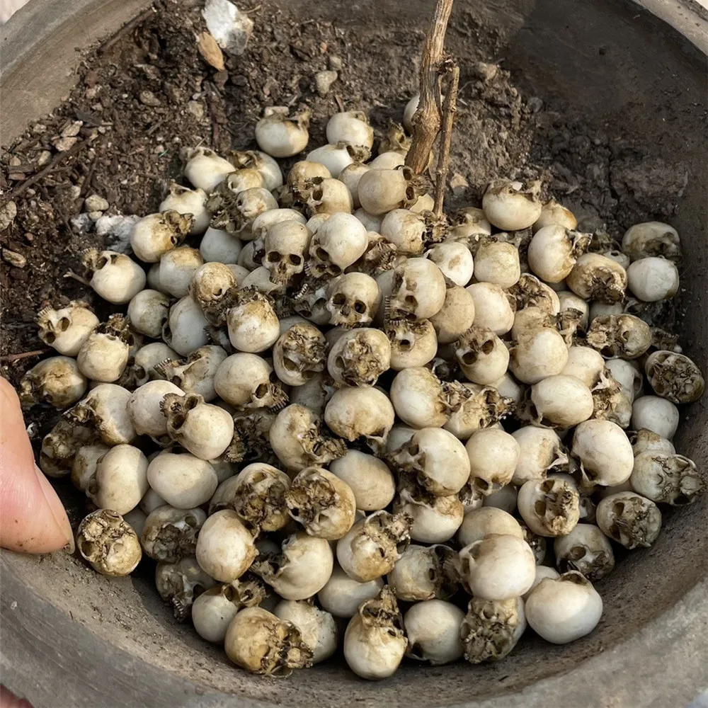 Mini-Schädel, hochwertiges Min – Aquarium Plant In Pot Bewertung und Preis