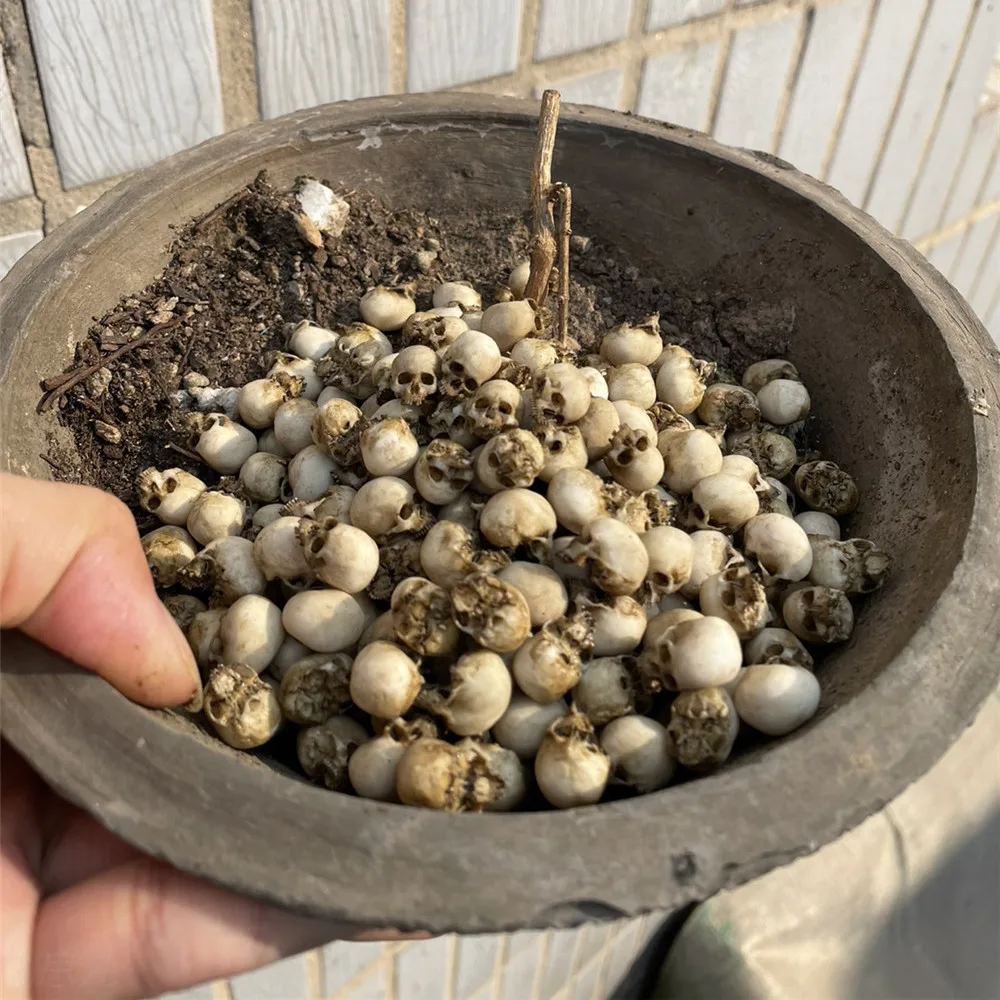 Mini-Schädel, hochwertiges Min – Aquarium Plant In Pot Bewertung und Preis