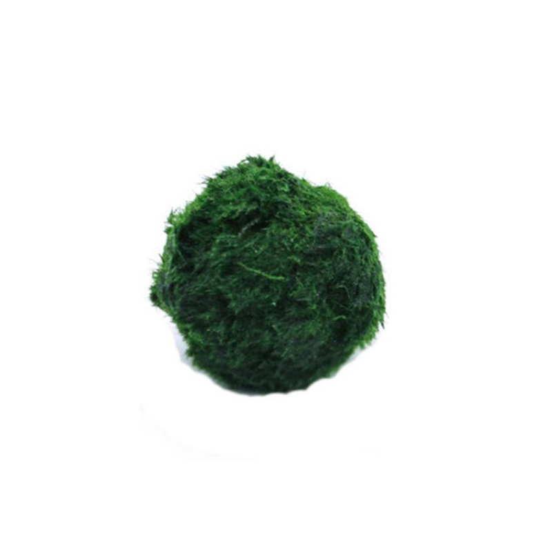 Lebende Marimo-Moosbälle 3-4cm – Planted Aquarium Maintenance Bewertung und Preis