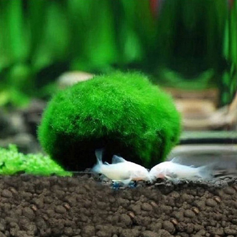 Lebende Marimo-Moosbälle 3-4cm – Planted Aquarium Maintenance Bewertung und Preis